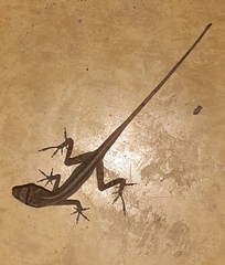 Anolis antonii