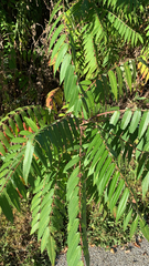 Rhus typhina