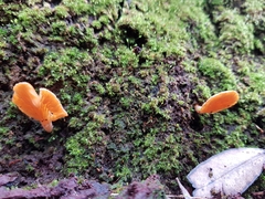 Panellus ligulatus