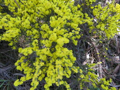 Acacia spinescens