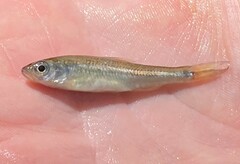 Luxilus chrysocephalus