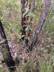 Sphaerolobium grandiflorum