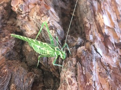 Insara elegans