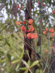 Sphaerolobium grandiflorum