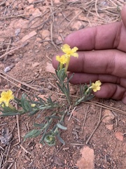 Lithospermum incisum