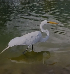 Ardea alba
