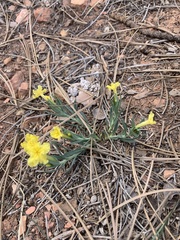 Lithospermum incisum