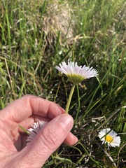 Allittia cardiocarpa