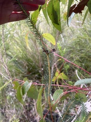 Gompholobium confertum