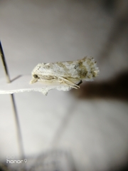 Cochylimorpha discopunctana