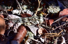 Trimerotropis saxatilis