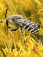 Colletes