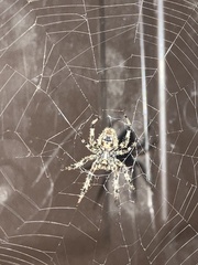 Araneinae