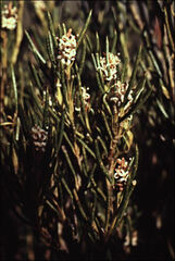 Orites acicularis