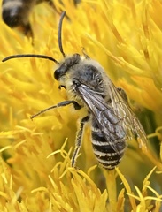 Colletes