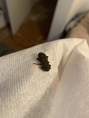 Phloeodes diabolicus