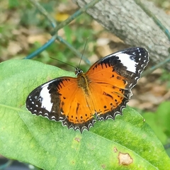 Cethosia penthesilea