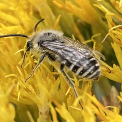 Colletes