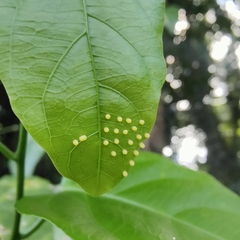 Cethosia penthesilea