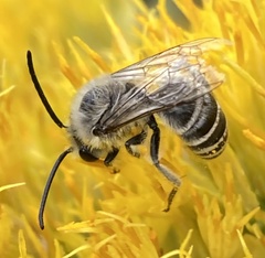 Colletes