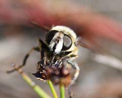 Eristalis anthophorina