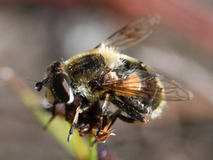 Eristalis anthophorina
