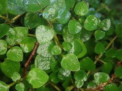 Nertera scapanioides