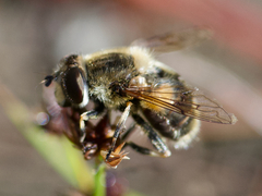 Eristalis anthophorina