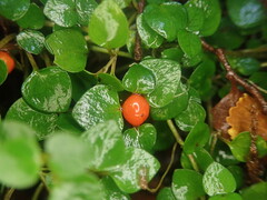 Nertera scapanioides