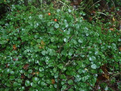 Nertera scapanioides