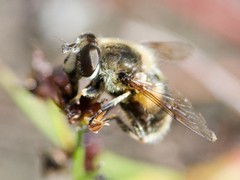Eristalis anthophorina