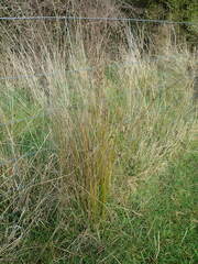 Juncus distegus
