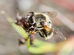 Eristalis anthophorina