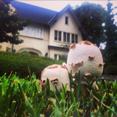 Fungi