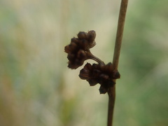 Juncus distegus