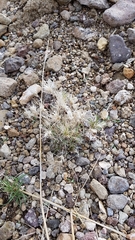 Dasyochloa pulchella