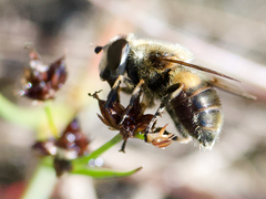 Eristalis anthophorina