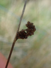 Juncus distegus