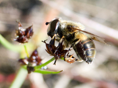 Eristalis anthophorina
