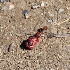 Pogonomyrmex californicus