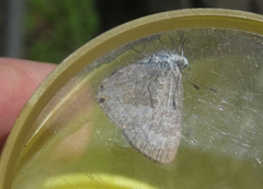 Catopyrops florinda