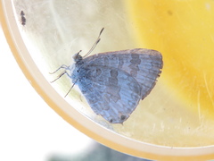 Catopyrops florinda