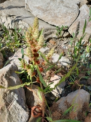 Rumex fueginus