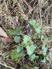 Urtica incisa