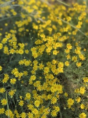 Senecio inaequidens