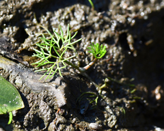 Ranunculus trichophyllus
