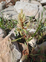 Rumex fueginus