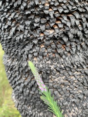 Comesperma virgatum