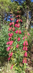 Penstemon roseus