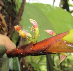 Maxillaria hagsateriana